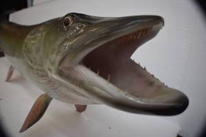 Vintage Fishing Lures