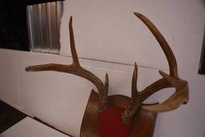 Deer Mounts