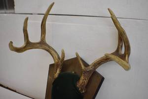 Deer Mounts
