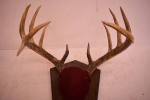 Deer Anler Mount