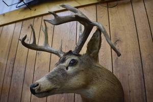 Deer Head Mount