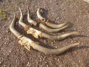 Long Horn Bull Racks