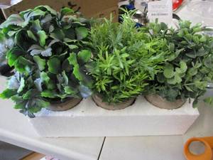 3 Decorative Plants...