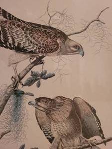 lot 188 image: Framed & Matted Bird Print