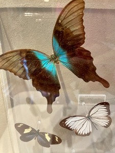 lot 31 image: Butterfly Taxidermy in Lucite Frame