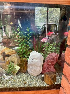 lot 89 image: Fantastic Fish Tank and Fish