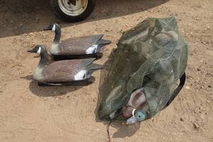 lot 201 image: Duck and Goose Decoys