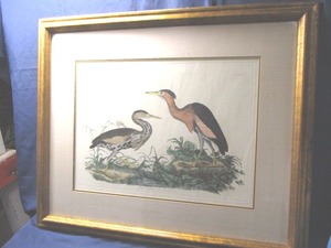 lot 22 image: Little Bittern Print