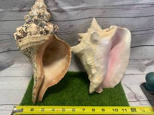 lot 97 image: Lot of Two Giant Shells