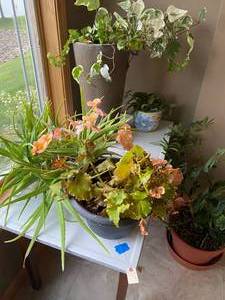 lot 45 image: 5 houseplants