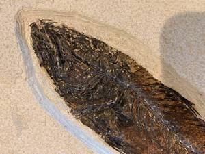 lot 142 image: Fossil Fish