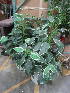 lot 165 image: FOUR ARTIFICIAL PHILODENDRON PLANTS WITH GREY POTS