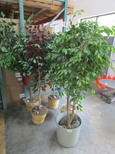 lot 166 image: FIVE ARTIFICIAL FICUS PLANTS WITH POTS