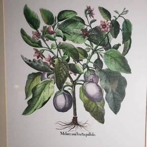 lot 74 image: Frame Eggplant Botanical Print