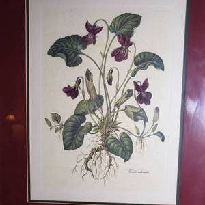 lot 75 image: Framed Viola Odorata Botanical Print