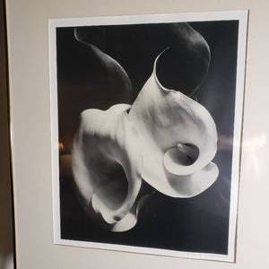 lot 76 image: Negative Orchid Photography