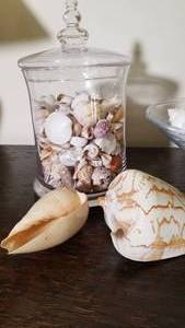 lot 32 image: Collection of Sea Shells and Vessels