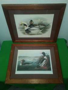 2 prints- Ducks. (18.5 x 15)