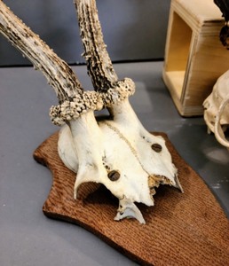 lot 390 image: Mounted French Deer Skulls