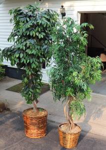 (2) Fake Trees 6 & 7 tall