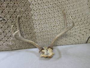 lot 4 image: (FS) 5 Point Buck Antlers...
