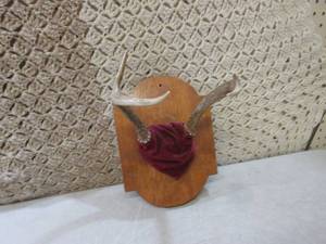 lot 5 image: (FS) Mounted 4 Point Buck Antlers...