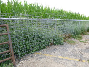 lot 5 image: 4 Cattle Panels