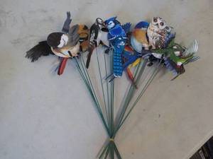 Bird Pics...