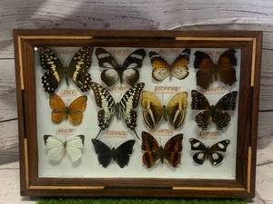 Vintage Butterfly Collection 9�x13�