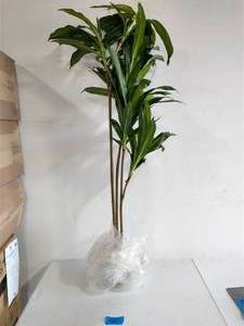 lot 4 image: Real Touch 6 ft. Dracaena Silk Plant