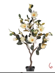 lot 6 image: 48 in. Magnolia Tree