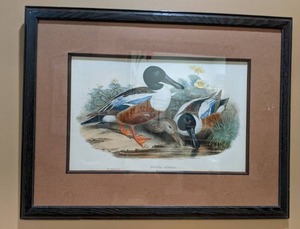 lot 37 image: Vintage Birdlife Duck Print Spatula Clypeata Northern Shoveler Wolf & HC Richter, Framed