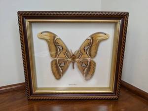 lot 109 image: Stunning Antique Real Giant Attacus Atlas Moth Framed