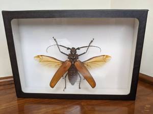 lot 110 image: Beautiful Callipogon Armillatus Amazonie Taxidermy Art- 10cm