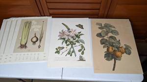 lot 86 image: Beautiful Collection of Botanical Floral Prints Unframed