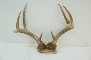 Antlers