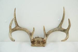 Antlers