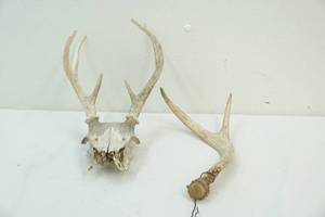 Antlers