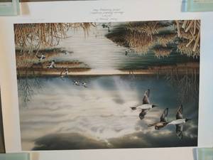 lot 385 image: David Chapman Pintails Storming In Print- Signed & Numbered