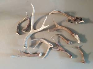 lot 391 image: Collection of Antlers