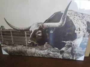 lot 268 image: Texas LongHorn Canvas Print 35 x 24...