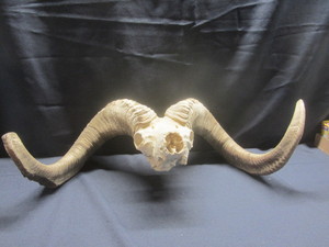 Rams Horns