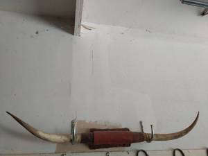 Mounted Steer Horns