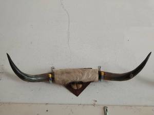 Mounted Steer Horns