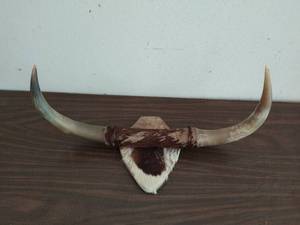 Mounted Steer Horns