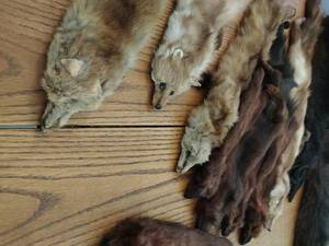 Collection of Furs