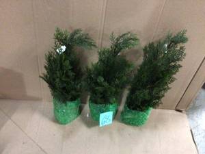lot 68 image: Indoor and Outdoor 2 ft. Mini Cedar Pine Tree Customer Returns See Pictures