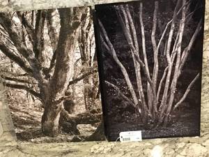 lot 194 image: Sephia Metal Tree Artwork -Set of 2