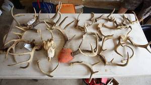 Miscellaneous Deer-Antelope- Etc. Antlers