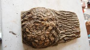 One Piece Of A Log